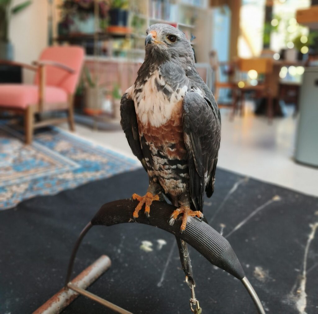 docententraining met roofvogels